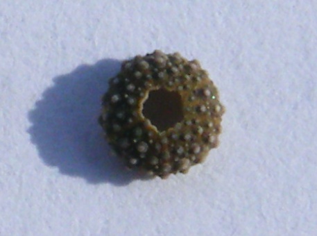 Teca di juvenile Paracentrotus lividus